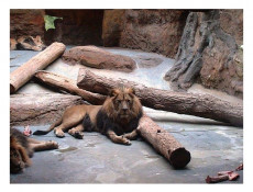 The lions club